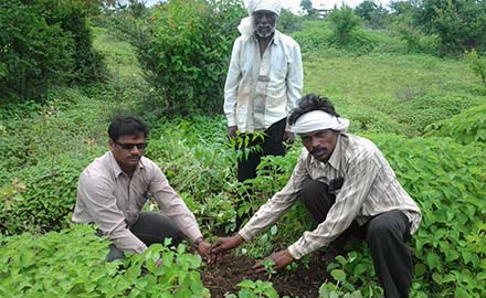 Plantation under NHWDP at Kekatpur village